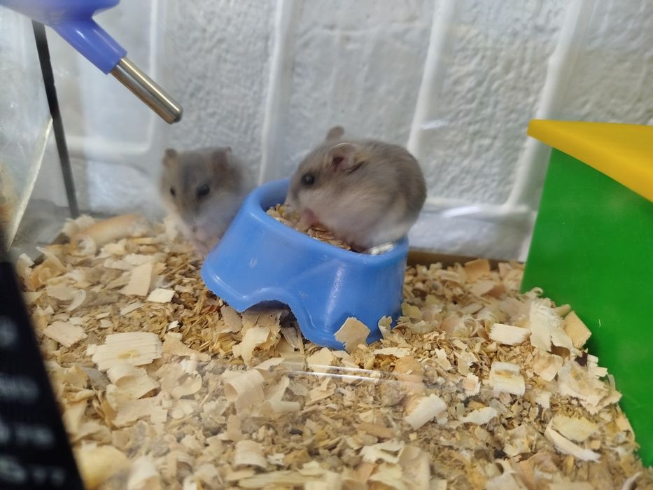 Джунгарики хомячки джунгарские
