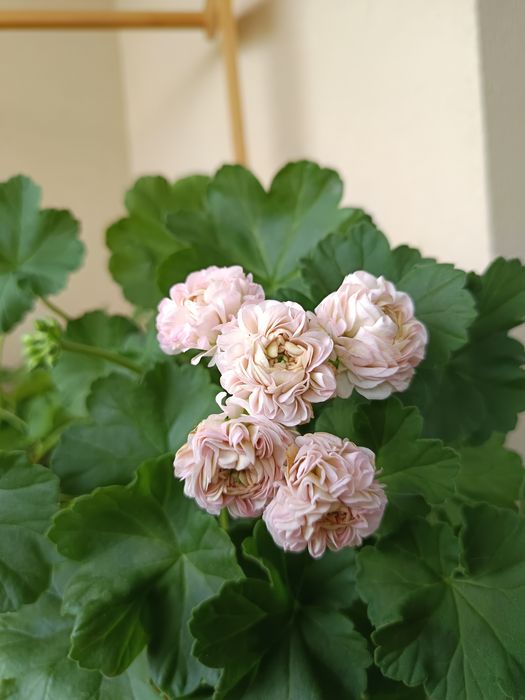 YUV Amaretti pelargonia