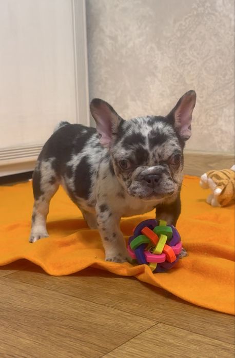 Малята французькі бульдоги