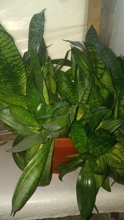 Домашні кімнатні квіти