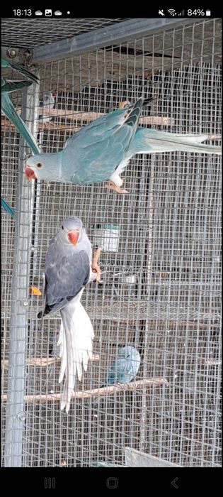 Ring necks 2023 e 2024 e 2025