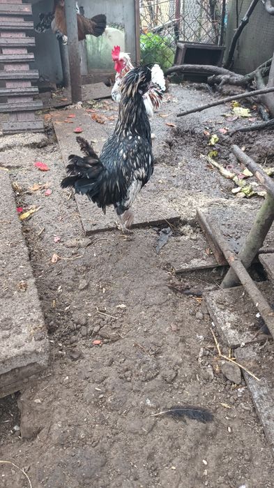 Продам півники подуана