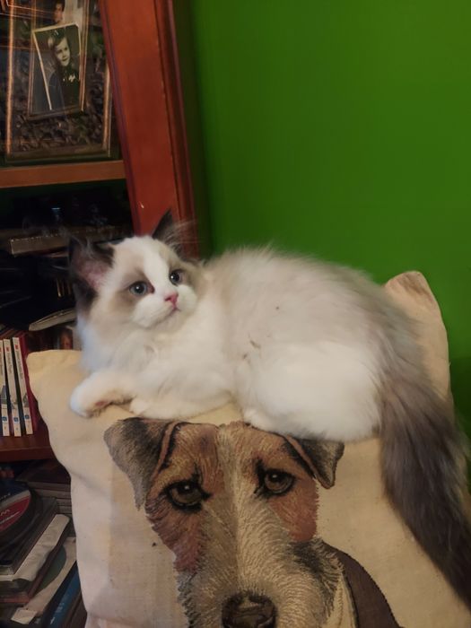 Ragdoll , rezerwacja