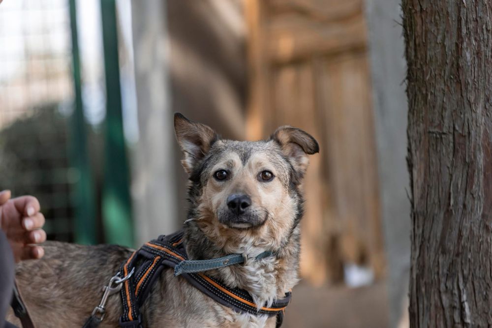 Wrażliwa sunia Gami szuka domu!