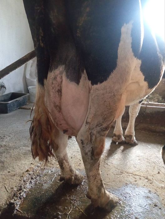 Продам добру корову