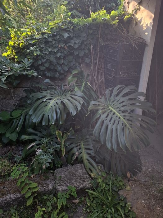 Monstera gigante em vaso