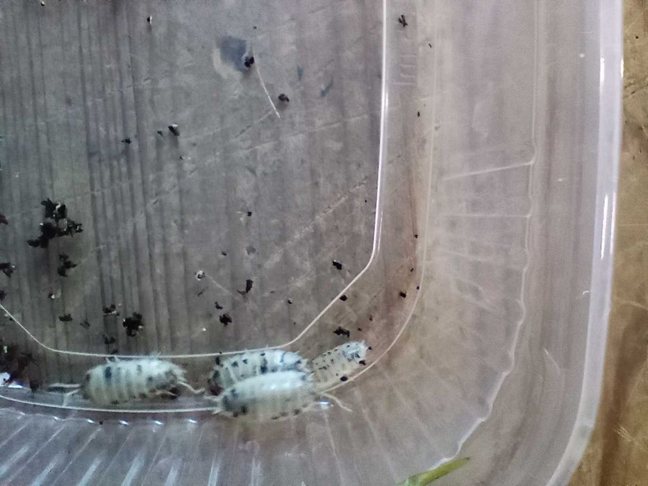 Isopody Porcellio laevis dairy cow krówki