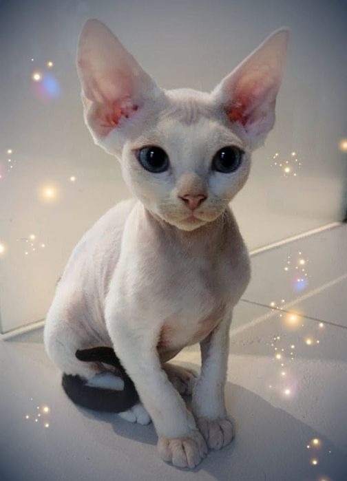Ufo - rezerwacja - arlekin Devon Rex po Championie