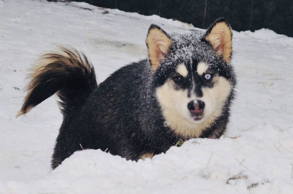 Сибирский хаски!
