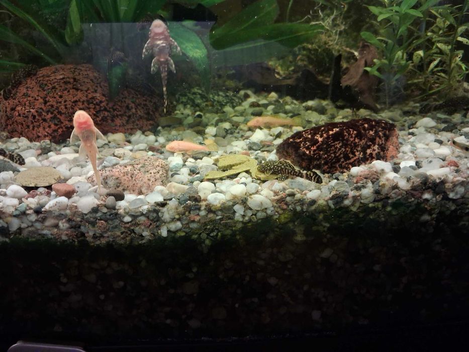 Sprzedam Ryby Glonojady