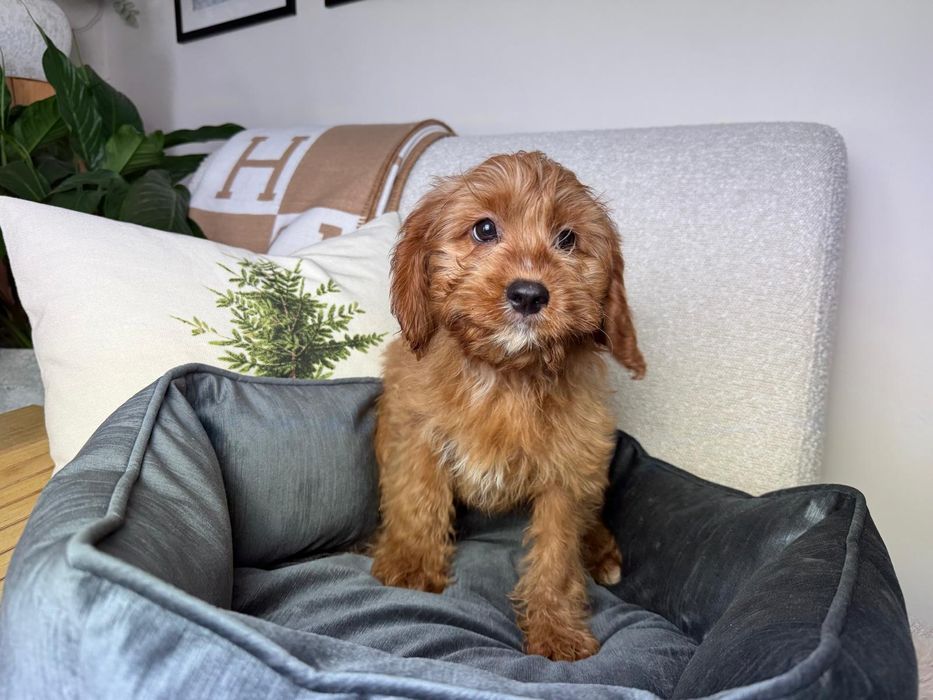 cavapoo szczeniak
