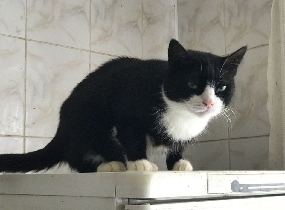 Отдам даром в добрые руки черно-белую кошечку