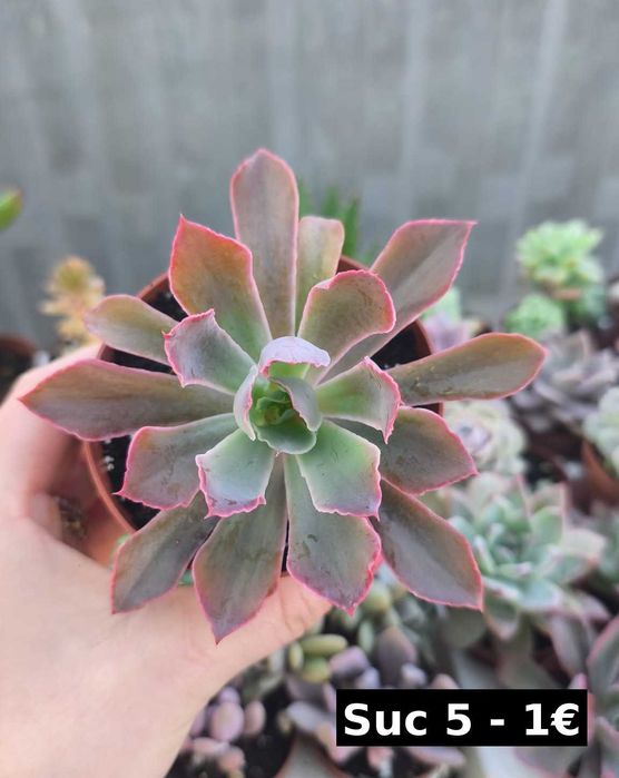 Suculentas lindas: echeverias, aeonium, variegata etc