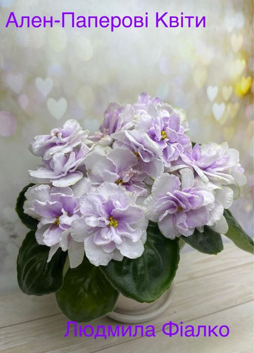 Дітки і стартери сортових фіалочок