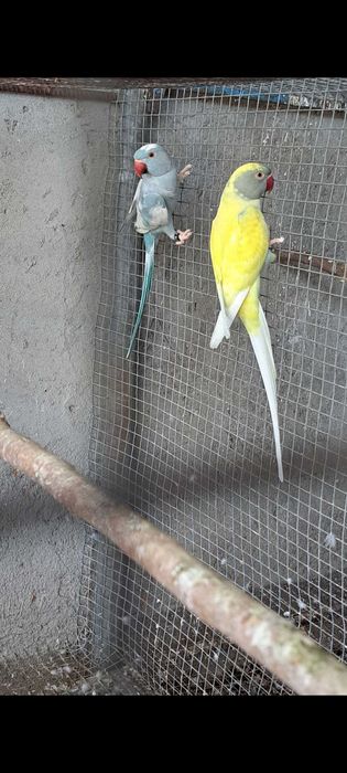 Ring necks 2024 / 2025 cleartail