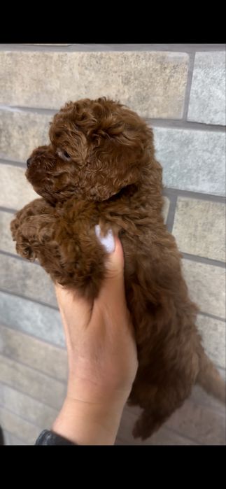 Розкішний редбраун хлопчик той пудель