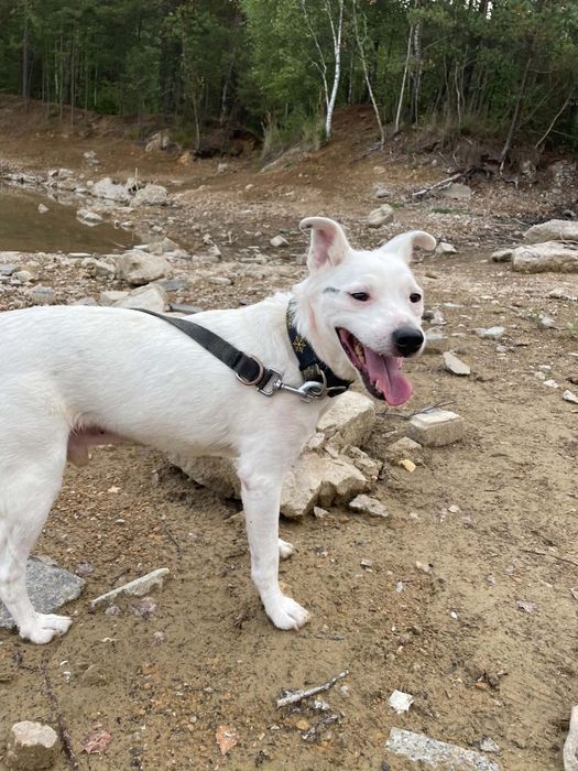 Kokos do adopcji