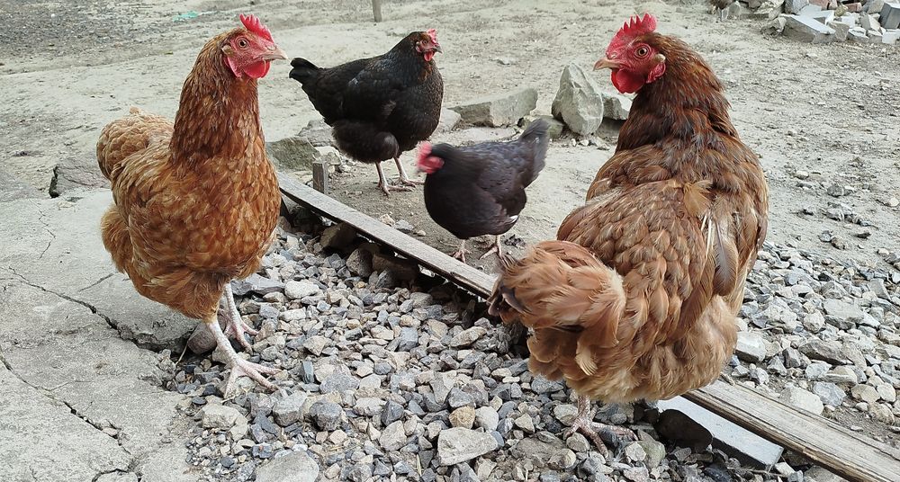 Świeże jajka od kur z wolnego wybiegu