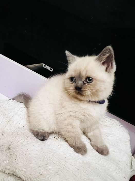 Kotka brytyjska Point