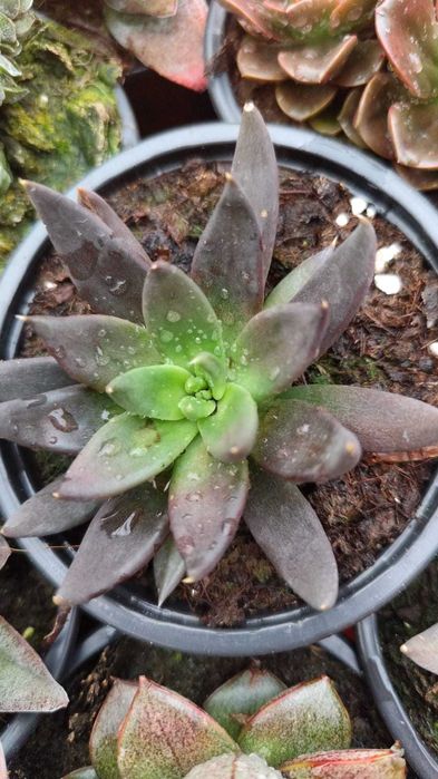 Suculentas com grande variedade