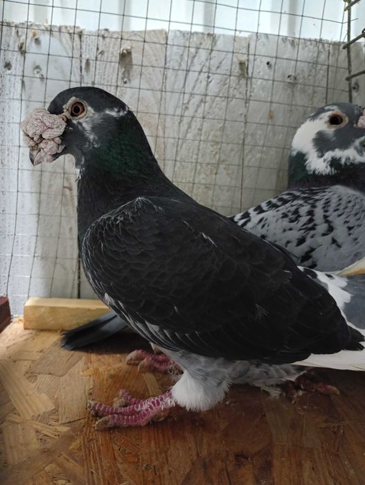 Mam do sprzedania gołębie staropolskie