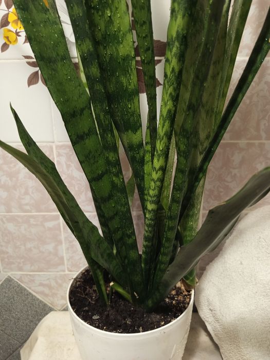 Сансевієрія/сансев'єрія/тещин язик