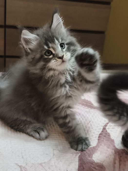 MAINE COON  o gigante gentil entrego com Lop