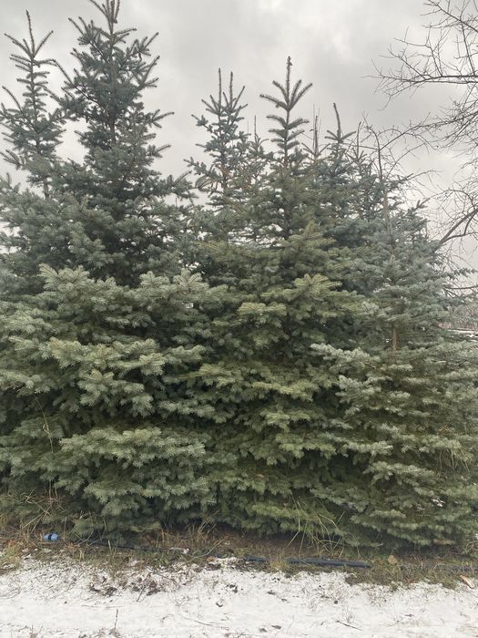 ялинки голубі живі