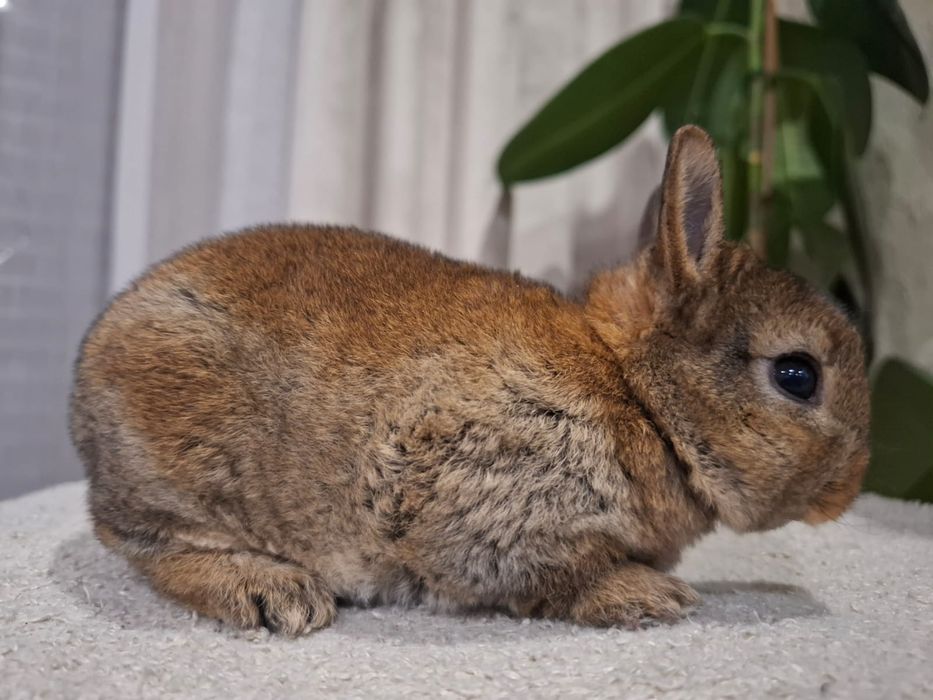 Królik króliczek karzełek rex miniaturka mini  lop