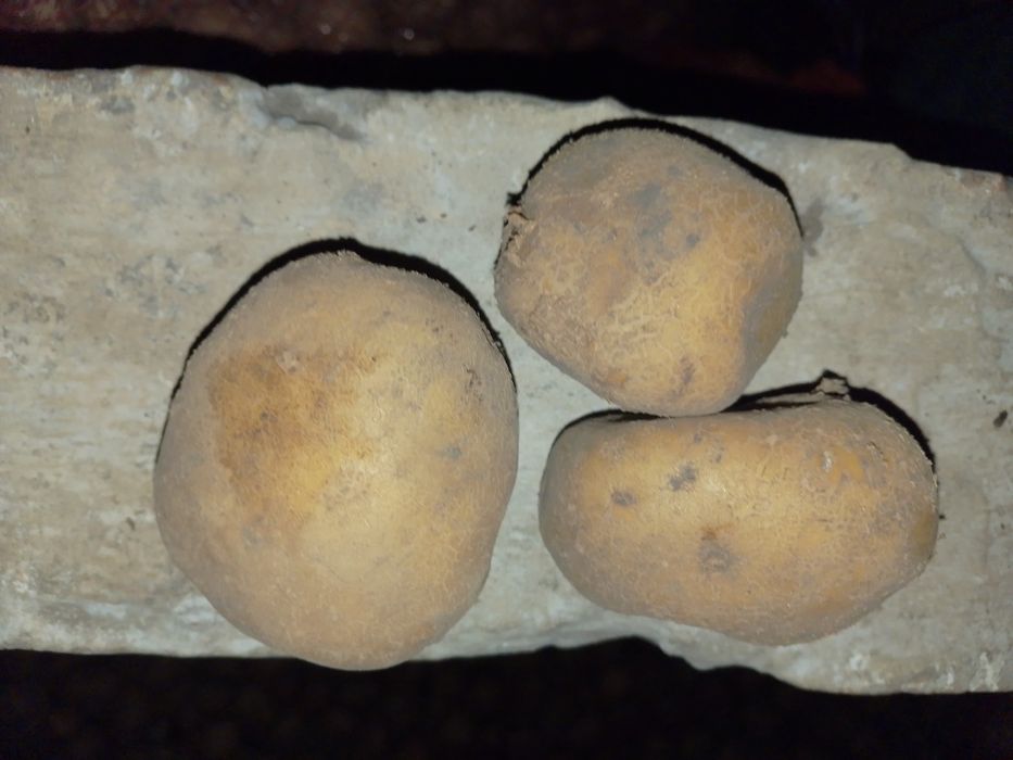 Картопля в хорошому вигляді