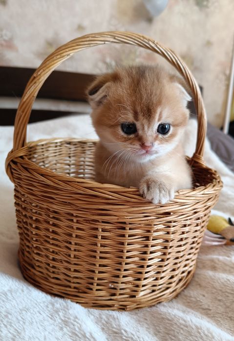 Шотландські кошенята золота шиншила