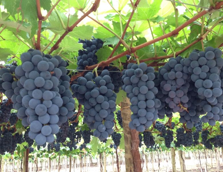 Uvas brancas e tintas
