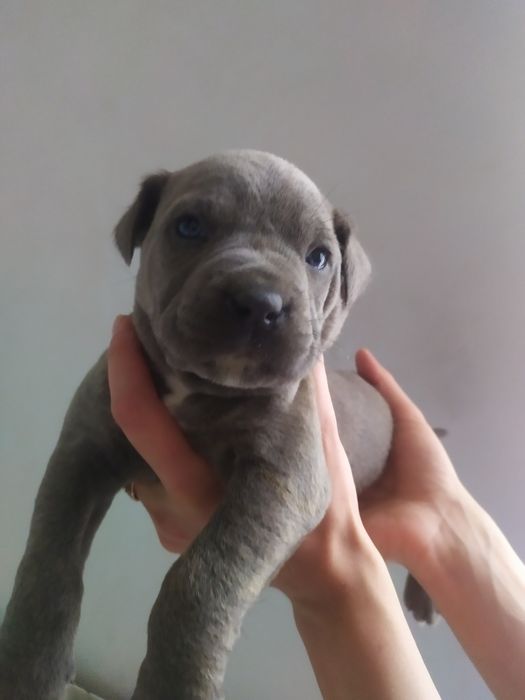 Цуценята Кане корсо