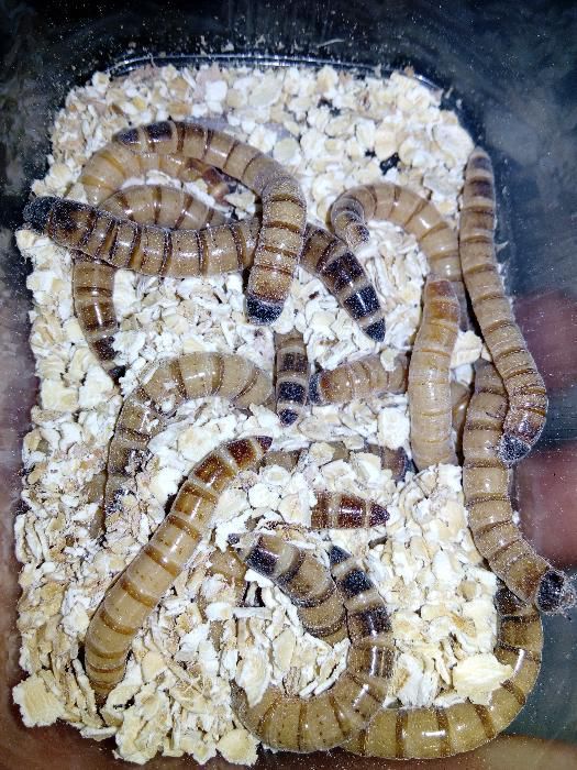 Karmówka świerszcze drewnojady mącznik karaczany.