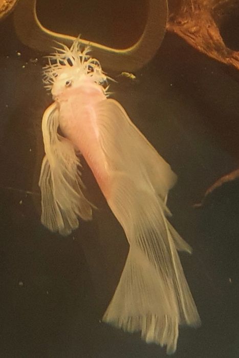 SAMIEC Snow White long fin WELONIASTY dorosły Wysyłka