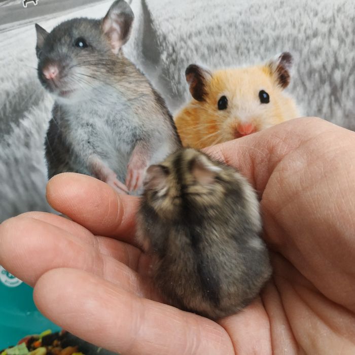 Хомяки маленькие ручные разные джунгарские хомячки в Харькове доставка