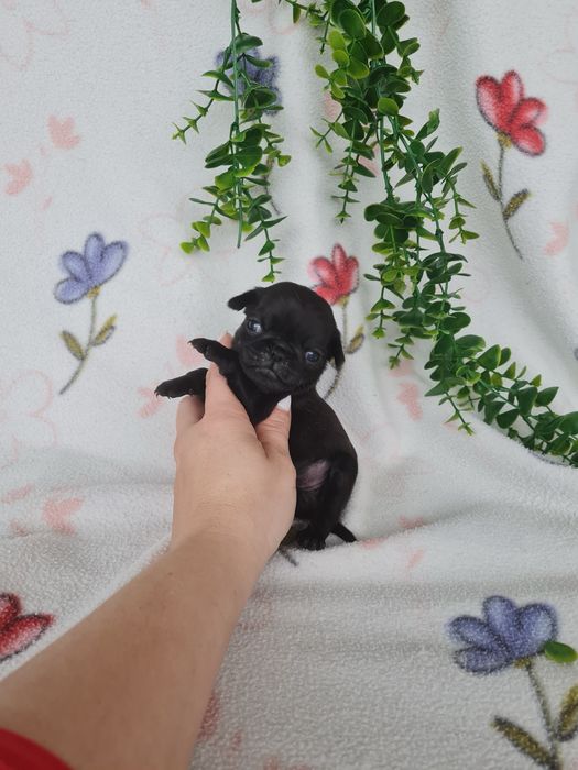 Excelente menina Pug Carlin Preta de Qualidade