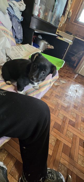 Дівчинка 2 міс 2 тиж. Шукає родину