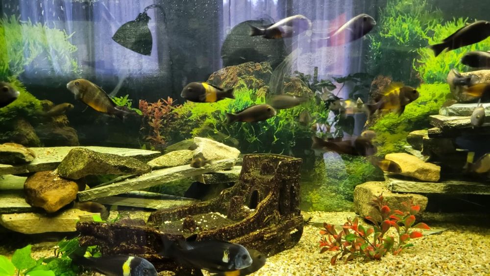 Pyszczak Tropheus Bemba  Dubois