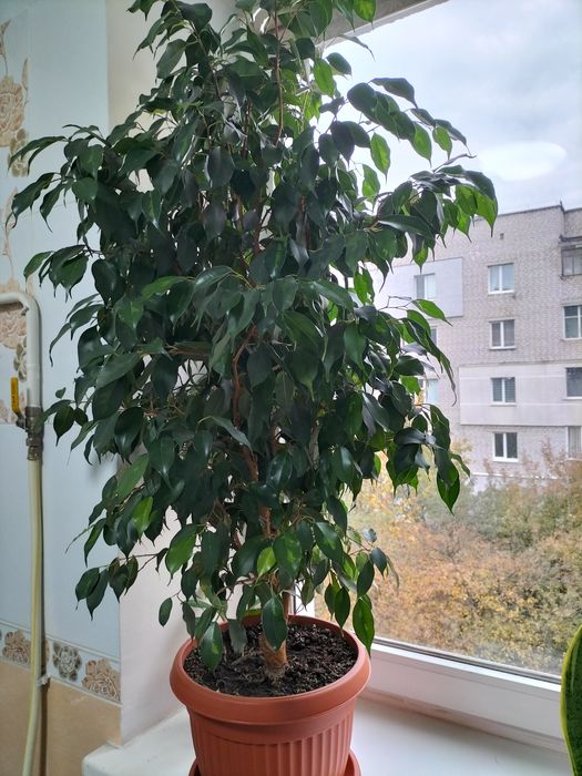 Фікус Бенджаміна