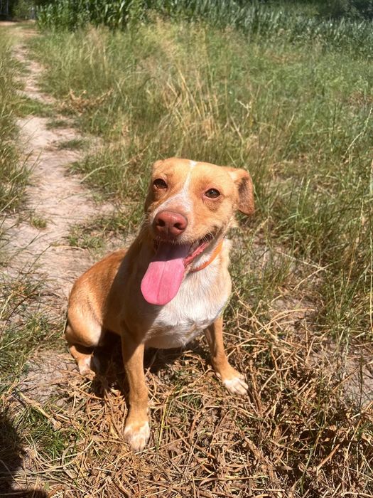 Śliczny młody Flips do adopcji