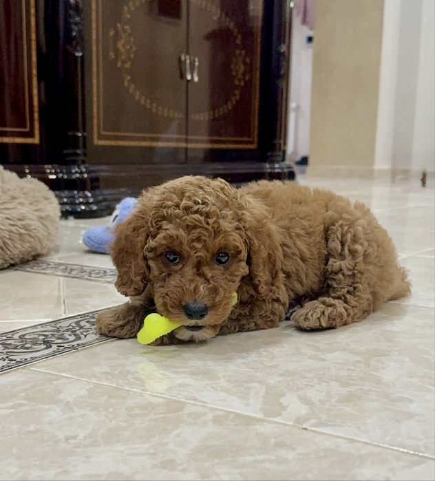 Цуценя пудель (дівчинка)