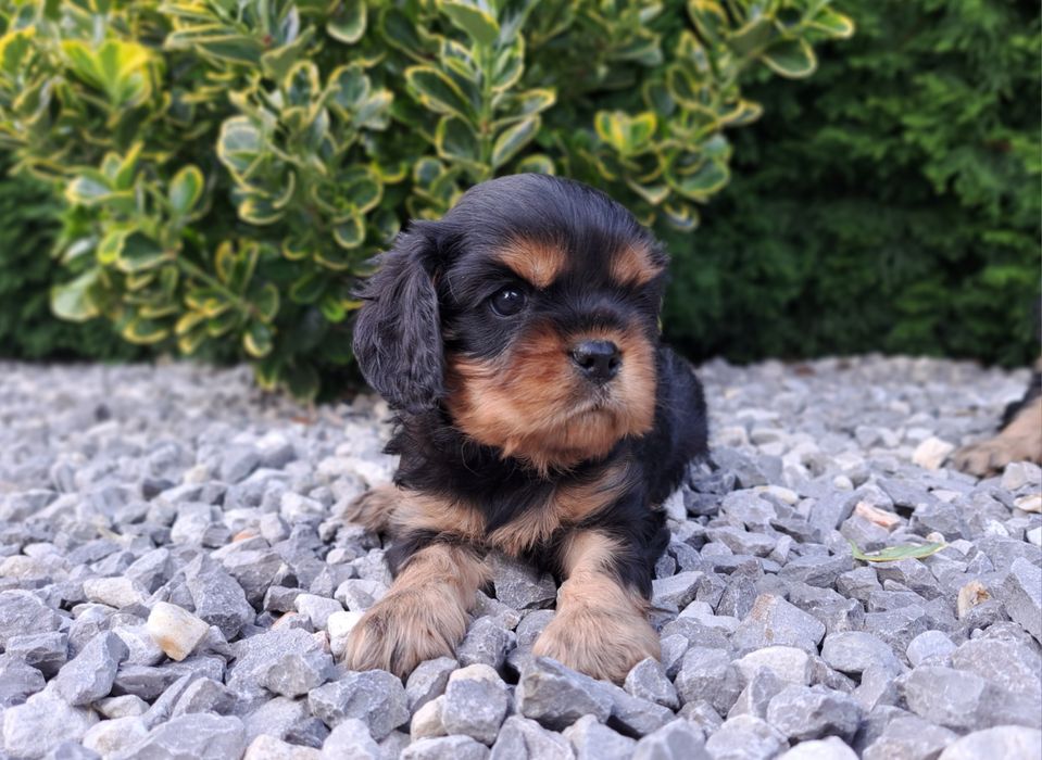 Cavalier King charles spaniel