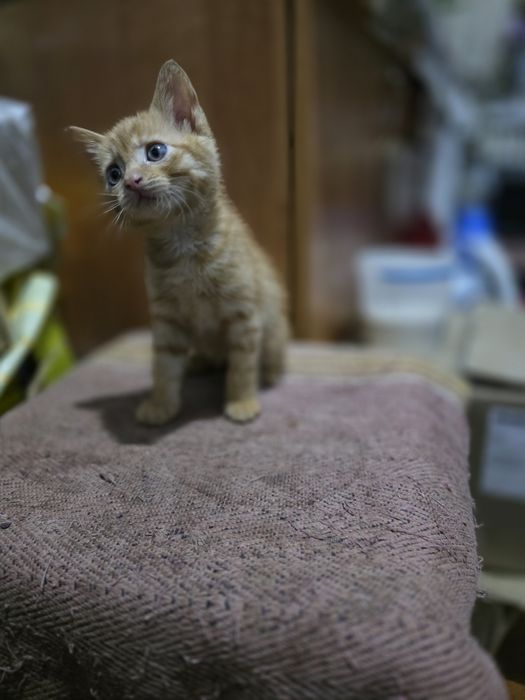 Віддам в хороші руки  котика