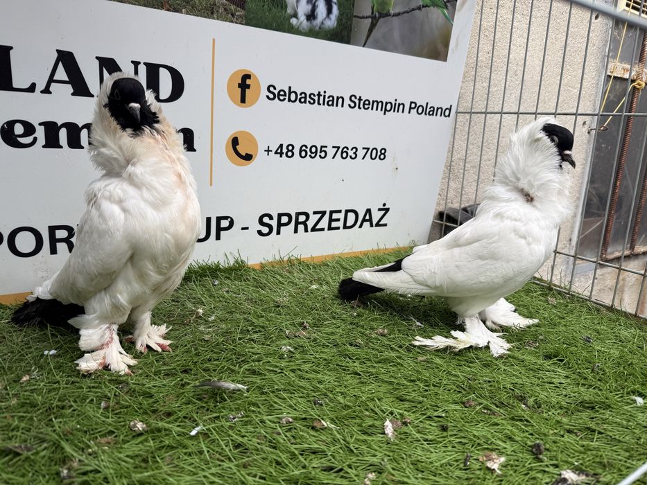 Gołębie. Murzyny. Murzyn szmarklandzki. Możliwy transport