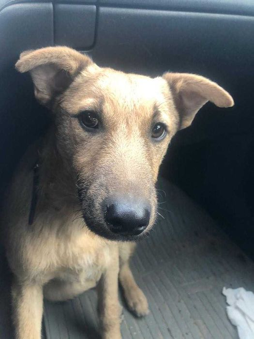 Adoptuj wspaniałego, radosnego szczeniaka!