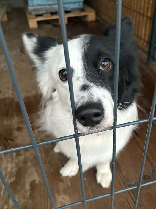 Plamek - niski prawie border ;) ze schronsika - ok. 4 lata