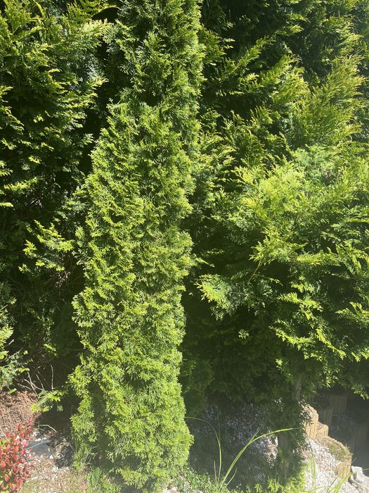 Tuje ( szmaragd i kurnik na pniu )