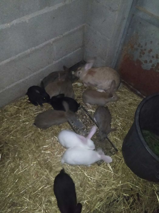 Venda de coelhos:casal ou individuais-Oportunidade de aquisição.