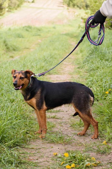 Młodziutka malutka MALINKA jest przerażona schroniskiem
